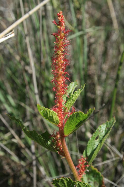 Acalypha phleoides image