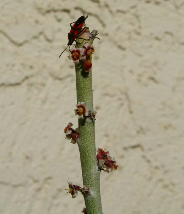 Euphorbia antisyphilitica image