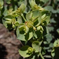 Image of Euphorbia incisa