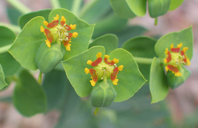 Euphorbia biglandulosa image