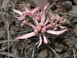 Image of Euphorbia radians