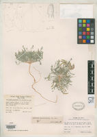 Image of Astragalus monumentalis