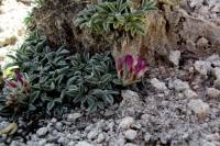 Trifolium friscanum image