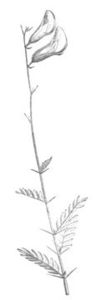Image of Peteria scoparia