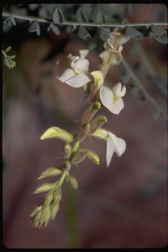 Peteria thompsoniae image