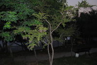 Acacia rigidula image