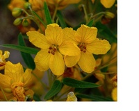 Image of Senna roemeriana