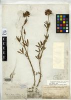 Image of Trifolium mucronatum