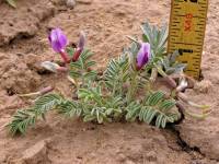 Image of Astragalus cottamii