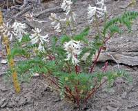 Astragalus pattersonii image