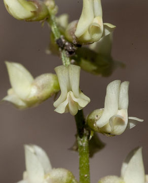 Astragalus vaccarum image