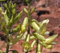 Image of Astragalus lonchocarpus