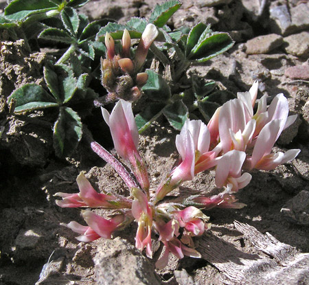 Trifolium gymnocarpon image