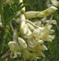 Image of Astragalus scopulorum