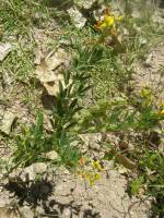 Crotalaria pumila image