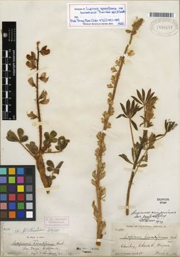 Lupinus arizonicus var. barbatulus image