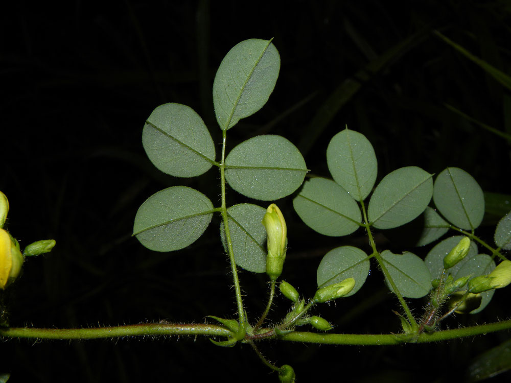 Nissolia latisiliqua image