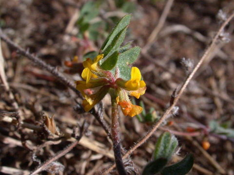 Acmispon micranthus image