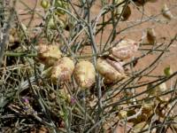 Astragalus magdalenae var. peirsonii image
