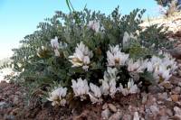 Astragalus desereticus image