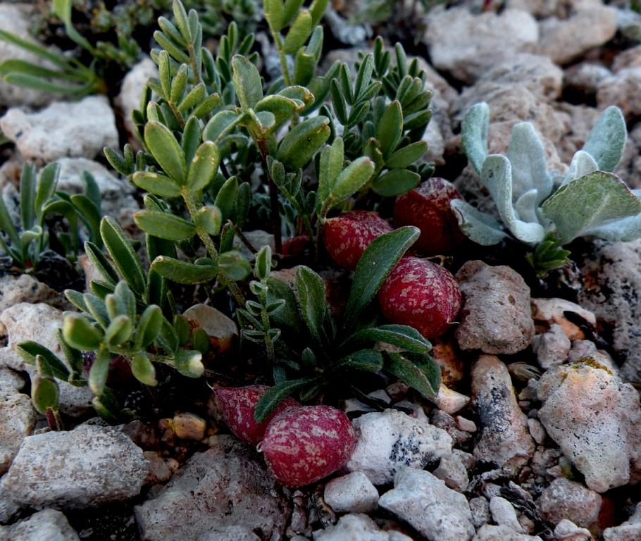 Astragalus montii image