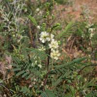 Acacia angustissima image