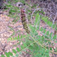 Amorpha californica image