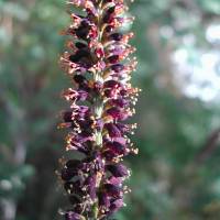 Amorpha fruticosa image