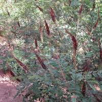 Amorpha fruticosa image