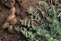 Astragalus accumbens image