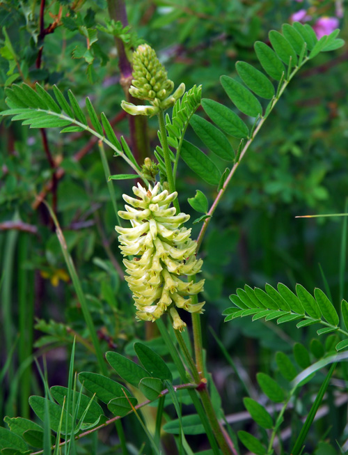 Astragalus canadensis image