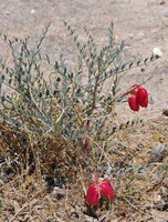 Astragalus gypsodes image