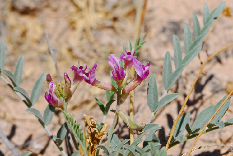 Astragalus gypsodes image