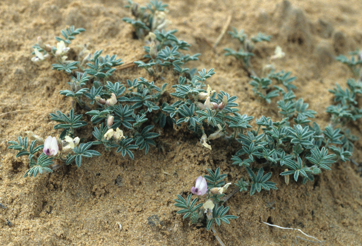Astragalus micromerius image