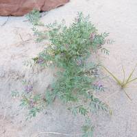 Astragalus desperatus image