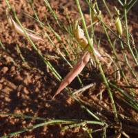 Astragalus episcopus image