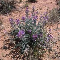 Astragalus mollissimus image