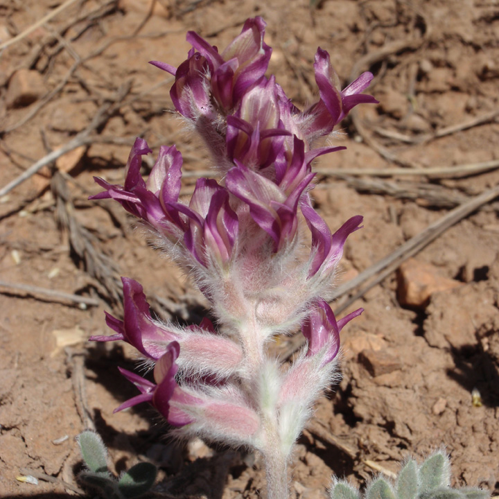 Astragalus mollissimus var. mogollonicus image