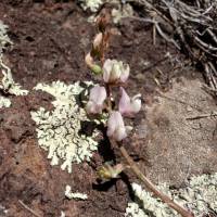 Image of Astragalus recurvus