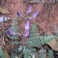 Image of Astragalus tephrodes