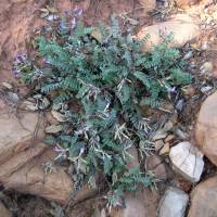 Astragalus tephrodes image