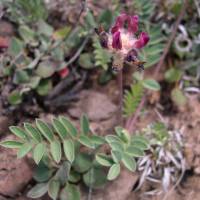 Astragalus troglodytus image