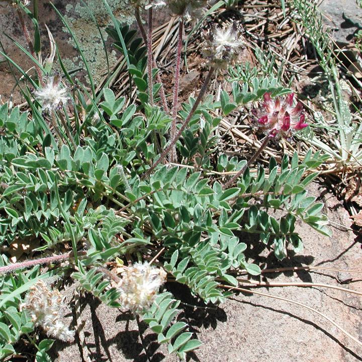 Astragalus troglodytus image