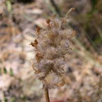 Astragalus troglodytus image