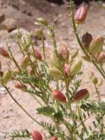 Astragalus preussii var. cutleri image
