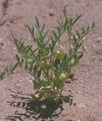 Image of Astragalus geyeri