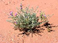 Astragalus sophoroides image