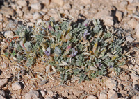 Astragalus siliceus image