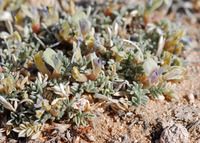 Image of Astragalus siliceus