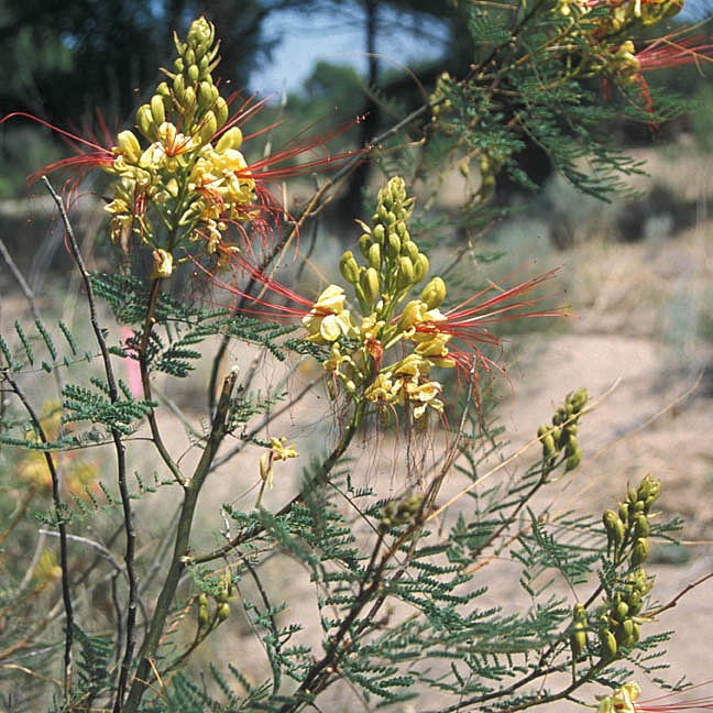 Caesalpinia gilliesii image